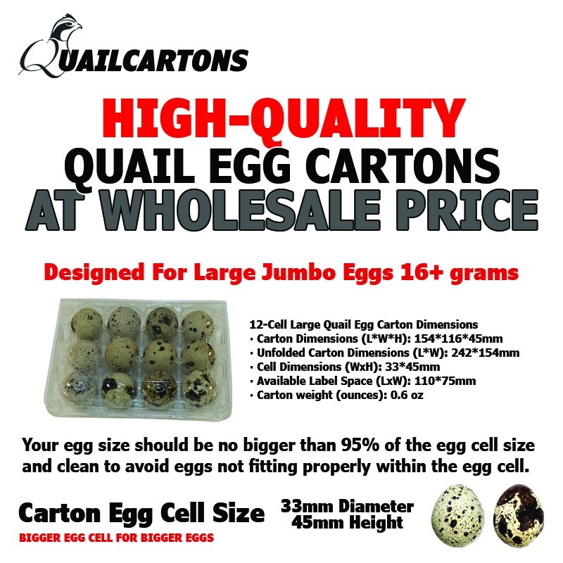 LARGER JUMBO Quail Egg Cartons (100 pack) Holds 12 Larger Eggs Secure Snap Close