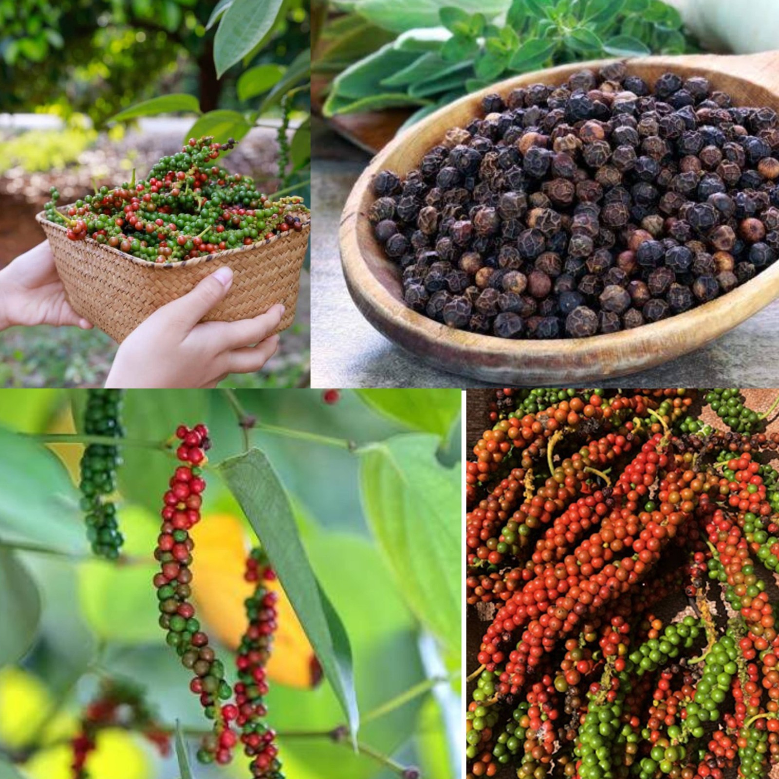Premium Ceylon Black Pepper Whole Peppercorn Bulk Fresh Sri Lanka25lbs or 400 oz