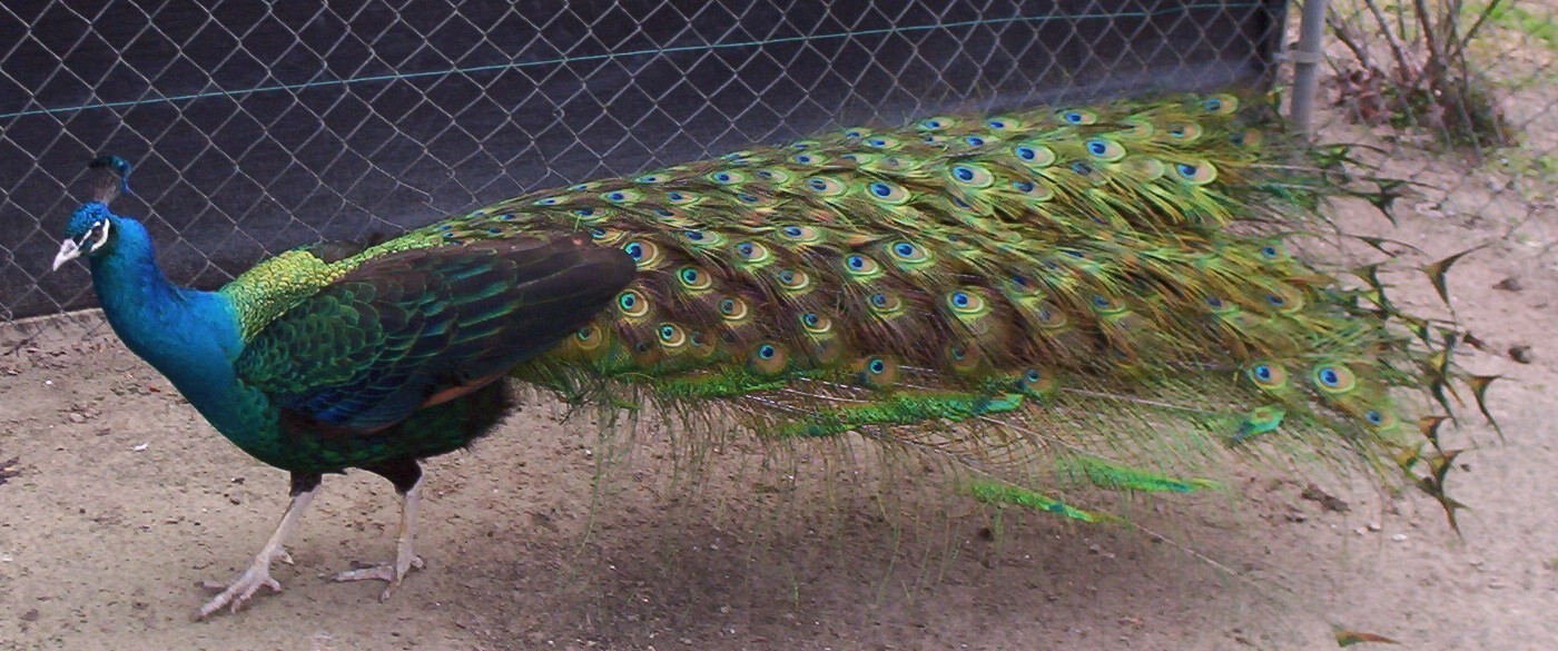 Peafowl Peacock Hatching Egg – India Blue. Blackshoulder. White. Pied. Silver.