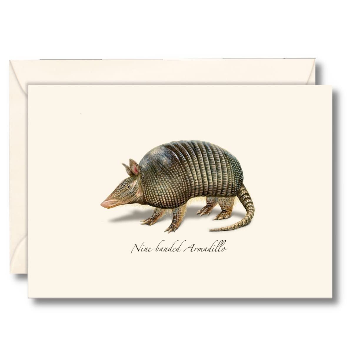 – Nine-banded Armadillo Notecard Set – 8 Blank Cards with Envelopes