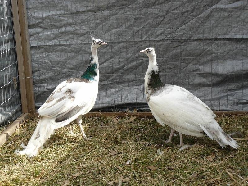 Peafowl Peacock Hatching Egg – India Blue. Blackshoulder. White. Pied. Silver.