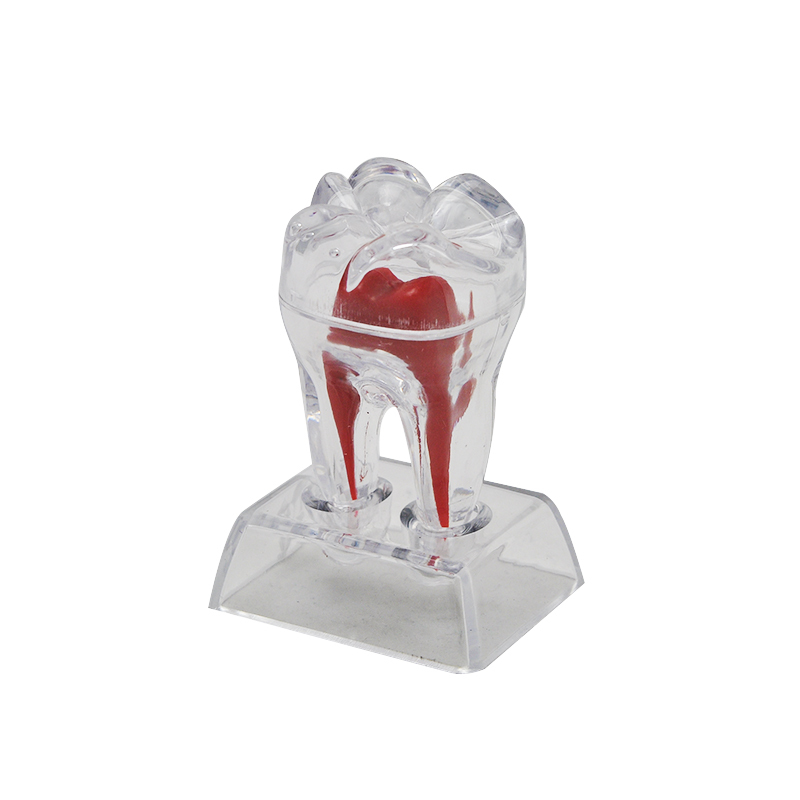 Dentist Dental Crystal Base Hard Plastic Teeth Tooth Molar Model Separable