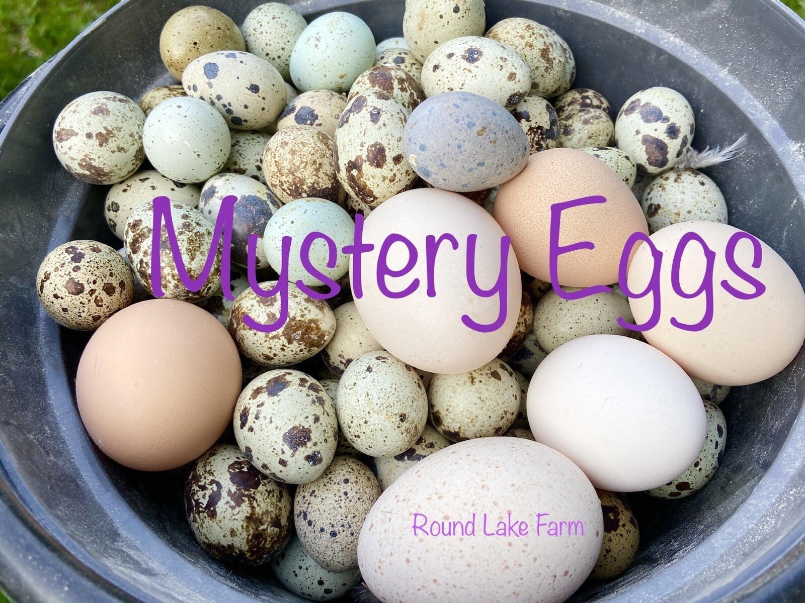 20 Hatching Egg Mystery Set – 4 Different Kinds/Types/Species of Birds