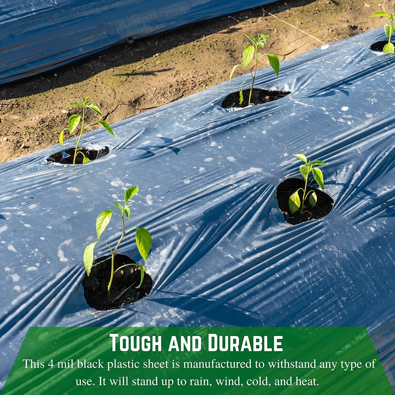 Poly Cover – 4 Mil Black Plastic Sheeting