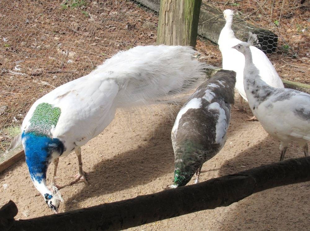 *5* India Blue Silver Pied Peacock Peafowl Hatching Eggs! *NPIP*