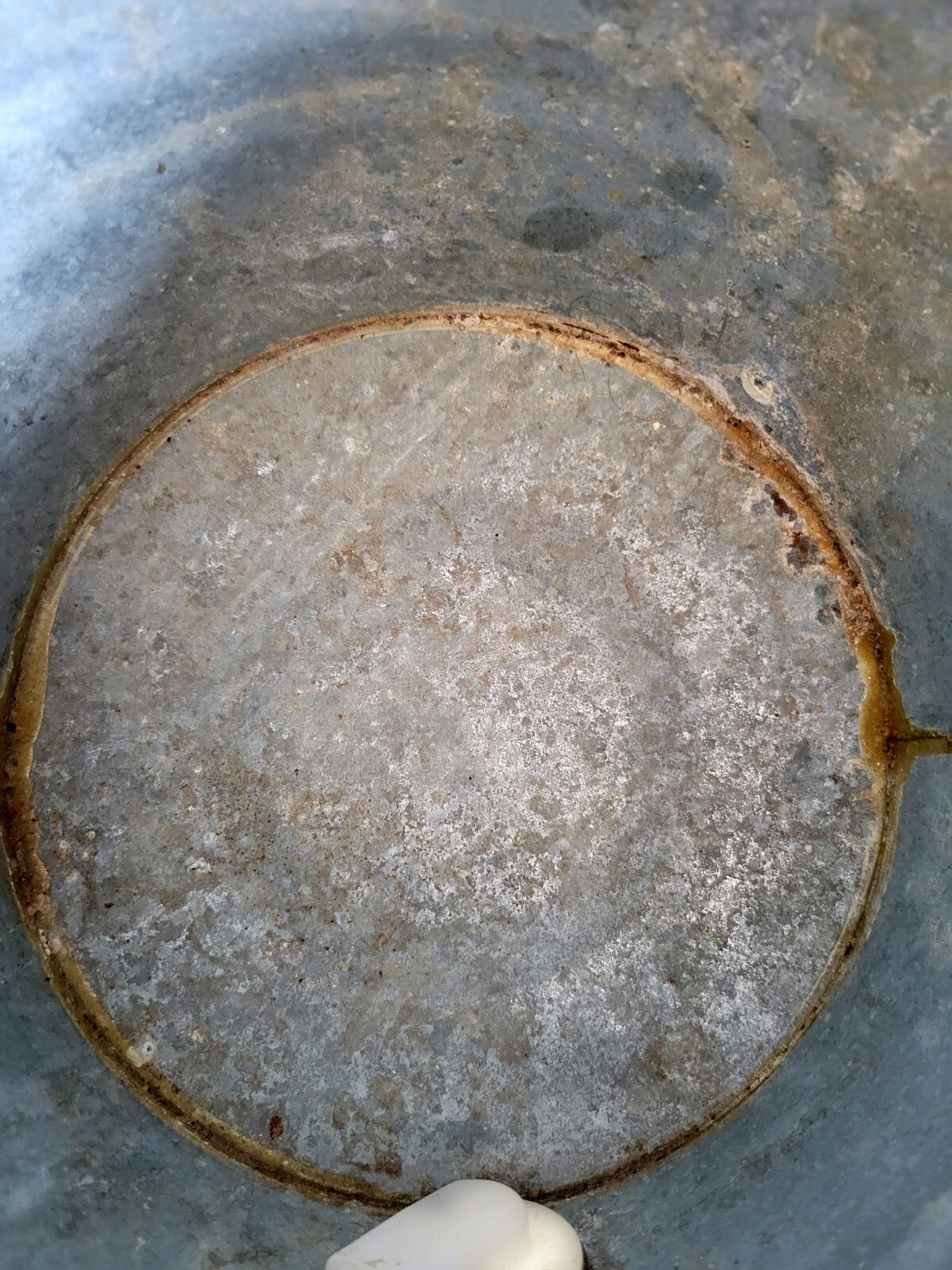 Rustic Vintage Calf Teria Galvanized Calf Milking Decorative Bucket