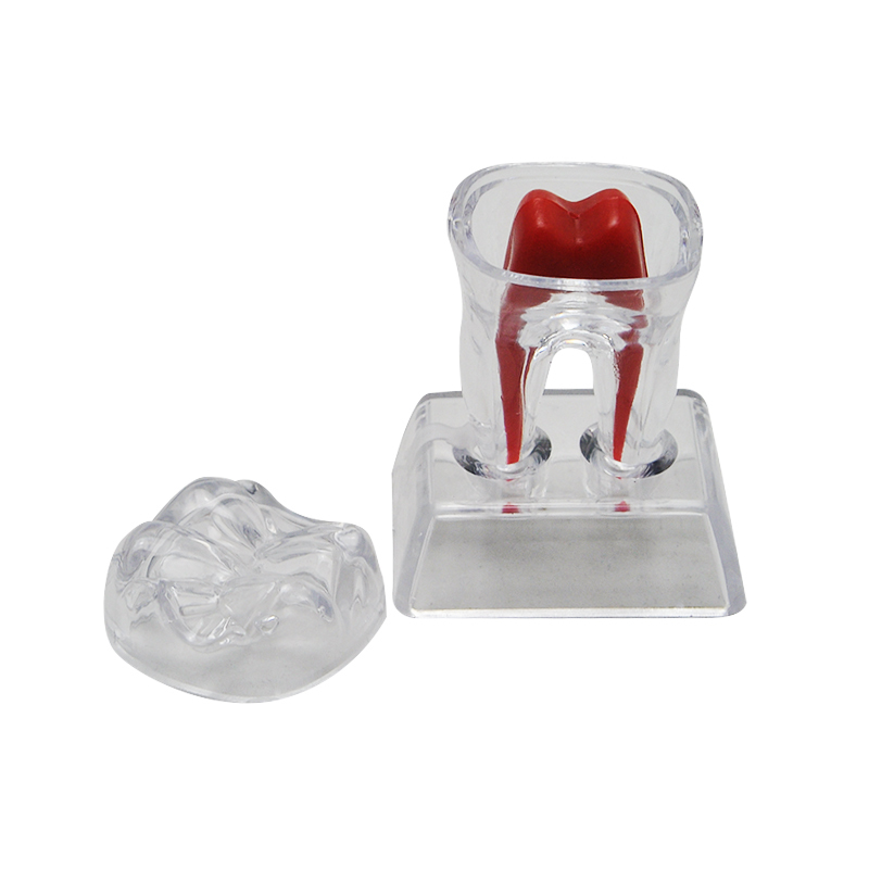 Dentist Dental Crystal Base Hard Plastic Teeth Tooth Molar Model Separable